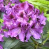 Rhododendron 'Rasputin' -Giardino 24 alpenrose rasputin 1280x1280