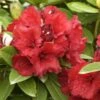 Rhododendron 'Red Jack' -Giardino 24 alpenrose red jack 1280x1280