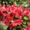 Rhododendron Repens 'Scarlet Wonder' 2 Rhododendron Repens 'Scarlet Wonder' -Giardino 24 alpenrose scarlet wonder 1280x1280