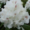 Rhododendron 'Schneebukett' 2 Rhododendron 'Schneebukett' -Giardino 24 alpenrose schneebukett 1280x1280