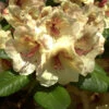 Rhododendron 'Viscy' -Giardino 24 alpenrose viscy 1280x1280