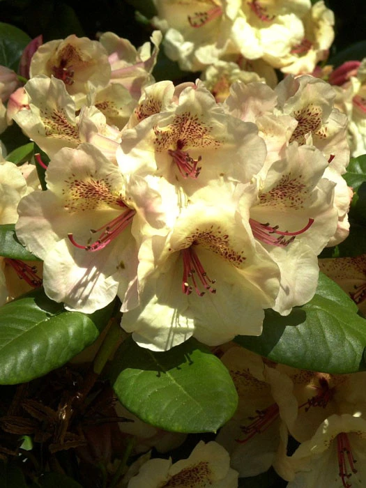 Rhododendron 'Viscy' 3 Rhododendron 'Viscy'