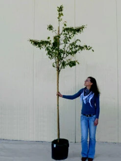 Amelanchier Lamarckii, Felsenbirne - Hochstamm -Giardino 24 amelanchier lamarckii 1280x1280