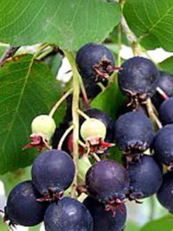 Amelanchier Alnifolia 'Obelisk', Säulen-Felsenbirne -Giardino 24 amelanchier obelisk j6 7854 78544 3 1280x1280