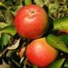 Apfel Braeburn -Giardino 24 apfel braeburn 1280x1280
