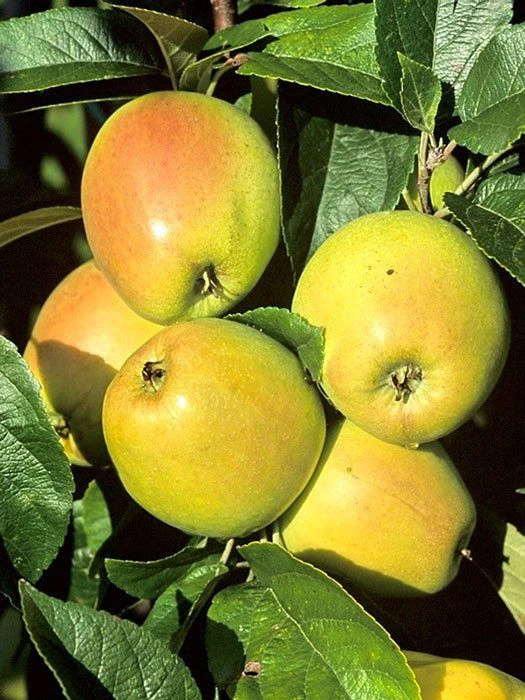 Apfel Weißer Winterglockenapfel 3 Apfel Weißer Winterglockenapfel