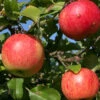 Apfel James Grieve 1 Apfel James Grieve -Giardino 24 apfel james grieve 1280x1280
