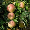 Apfel Ontario 1 Apfel Ontario -Giardino 24 apfel ontario 1280x1280