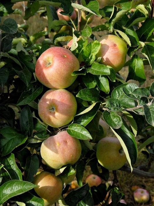 Apfel Ontario 3 Apfel Ontario