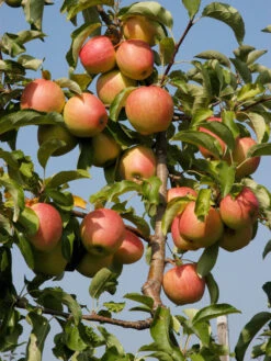 Duo-Apfelbaum - Topaz Und Pinova 7 Duo-Apfelbaum - Topaz Und Pinova -Giardino 24 apfel pinova55599c52c5ff9 1280x1280