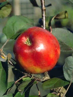 Säulenapfel 'Red River' ® 5 Säulenapfel 'Red River' ® -Giardino 24 apfel red river 1280x1280