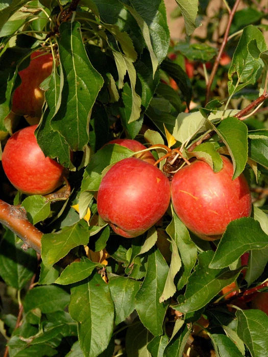 Apfel Rewena (S) 3 Apfel Rewena (S)