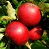 Apfel Rote Sternrenette -Giardino 24 apfel rote sternrenette 1280x1280