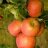 Apfel Topaz (S) 1 Apfel Topaz (S) -Giardino 24 apfel topaz 1280x1280