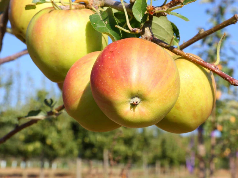 Herbstapfel 'Tramin' 3 Herbstapfel 'Tramin'