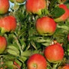 Apfel Santana -Giardino 24 apfel santana j1 78365 0 78365 0 1280x1280