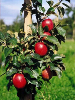 Titelseite -Giardino 24 apfel saturn j1 1280x1280