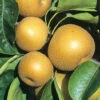 Apfelbirne Nashi 'Kosui', Chinesische Apfelbirne, Asienbirne 1 Apfelbirne Nashi 'Kosui', Chinesische Apfelbirne, Asienbirne -Giardino 24 apfelbirne kosui 1280x1280