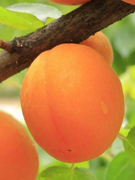 Säulenaprikose 'Armi-Col' 3 Säulenaprikose 'Armi-Col'