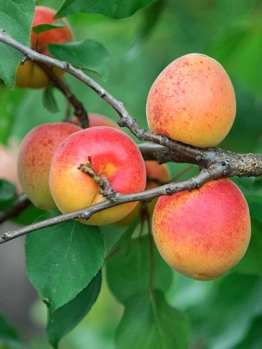 Aprikose Ungarische Beste 3 Aprikose Ungarische Beste