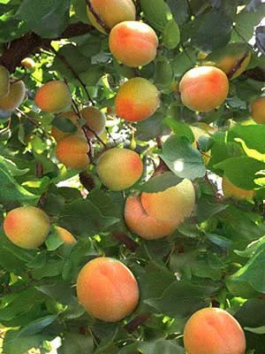 Zwergaprikose 'Aprigold' 3 Zwergaprikose 'Aprigold'