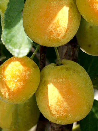 Zwetschenähnliche-Mirabelle Aprimira 3 Zwetschenähnliche-Mirabelle Aprimira