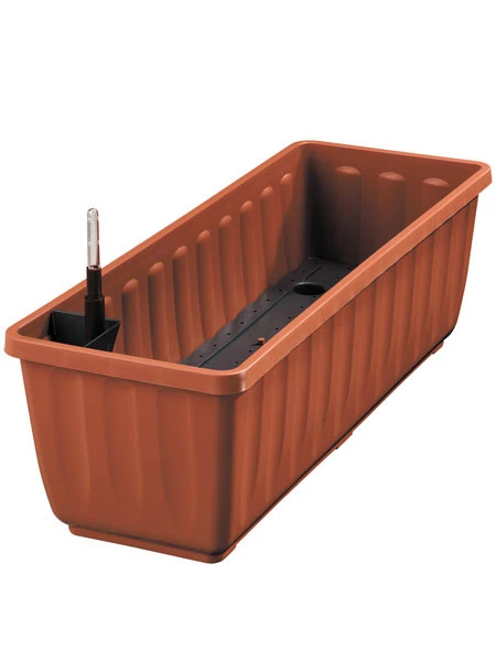 Zuckerblatt, Süßkraut, Süßblatt, Stevia Rebaudiana 6 Zuckerblatt, Süßkraut, Süßblatt, Stevia Rebaudiana – Bild 4