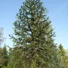 Araucaria Araucana, Chilenische Schmucktanne 2 Araucaria Araucana, Chilenische Schmucktanne -Giardino 24 araucaria araucana 1280x1280