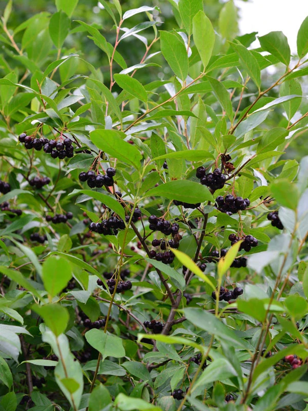 Aronia Melanocarpa, Wilde Apfelbeere 3 Aronia Melanocarpa, Wilde Apfelbeere