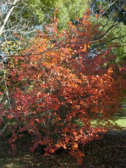 Aronia Melanocarpa, Wilde Apfelbeere 8 Aronia Melanocarpa, Wilde Apfelbeere -Giardino 24 aronia melanocarpa herbst 1280x1280