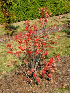 Aronia Melanocarpa 'Viking', Apfelbeere 7 Aronia Melanocarpa 'Viking', Apfelbeere -Giardino 24 aronia viking 1280x1280