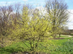 Cornus Officinalis, Japanischer Arzneihartriegel -Giardino 24 arzneihartriegel strauch 1280x1280