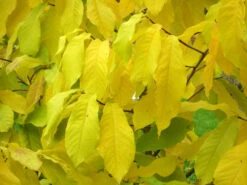 Indianerbanane (PauPau, PawPaw) -Giardino 24 asimina triloba herbst 1280x1280