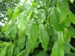 Indianerbanane (PauPau, PawPaw) -Giardino 24 asimina triloba 1280x1280