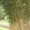Phyllostachys Aureosulcata Aureocaulis, Goldener Peking Bambus 1 Phyllostachys Aureosulcata Aureocaulis, Goldener Peking Bambus -Giardino 24 aureocaulis bambus 1280x1280