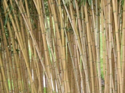 Phyllostachys Aureosulcata Aureocaulis, Goldener Peking Bambus -Giardino 24 aureocaulis triebe55599efa5b510 1280x1280