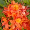 Rhododendron Luteum 'Coccinea Speciosa', Sommergrüne Japanische Gartenazalee 1 Rhododendron Luteum 'Coccinea Speciosa', Sommergrüne Japanische Gartenazalee -Giardino 24 azalee coccinea speciosa 1280x1280