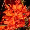Rhododendron Luteum 'Fireball', Sommergrüne Japanische Gartenazalee -Giardino 24 azalee fireball 1280x1280