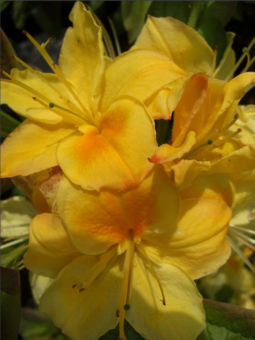 Rhododendron Luteum 'Golden Sunset', Sommergrüne Japanische Gartenazalee 3 Rhododendron Luteum 'Golden Sunset', Sommergrüne Japanische Gartenazalee