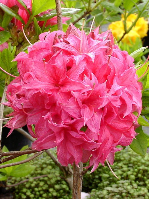 Rhododendron Luteum 'Homebush', Sommergrüne Japanische Gartenazalee 3 Rhododendron Luteum 'Homebush', Sommergrüne Japanische Gartenazalee