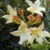 Rhododendron Viscosum 'Lemon Drop', Sommergrüne Japanische Gartenazalee -Giardino 24 azalee lemon drop 1280x1280