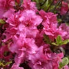 Rhododendron Obtusum 'Rokoko', Wintergrüne Japanische Zwergazalee -Giardino 24 azalee rokoko 1280x1280