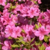 Rhododendron Obtusum 'Rosalind', Wintergrüne Japanische Gartenazalee -Giardino 24 azalee rosalind 1280x1280