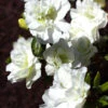 Rhododendron Obtusum 'Schneeperle', Wintergrüne Japanische Zwergazalee -Giardino 24 azalee schneeperle 1280x1280