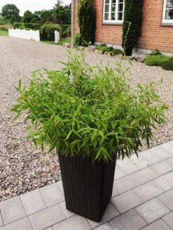Fargesia Murielae 'Bambi', Kleiner Schirmbambus -Giardino 24 bambus bambi 1280x1280