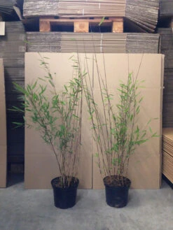 Fargesia Nitida 'Black Pearl' - Glänzender Schirm-Bambus 11 Fargesia Nitida 'Black Pearl' - Glänzender Schirm-Bambus -Giardino 24 bambus black pearl 1280x1280