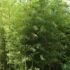 Phyllostachys Nigra 'Boryana', Tigerstreifenbambus - XXL- Produkt -Giardino 24 bambus boryana 1280x1280