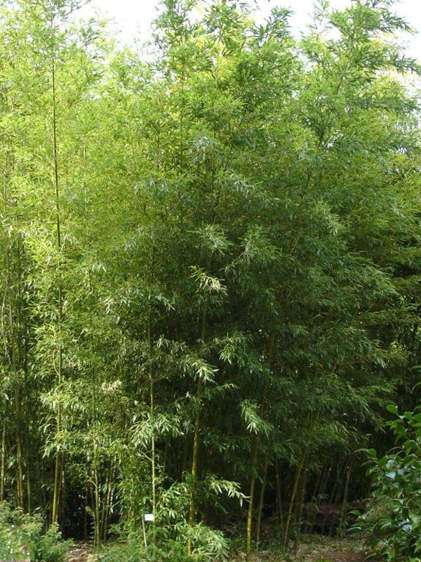 Phyllostachys Nigra 'Boryana', Tigerstreifenbambus - XXL- Produkt 3 Phyllostachys Nigra 'Boryana', Tigerstreifenbambus - XXL- Produkt