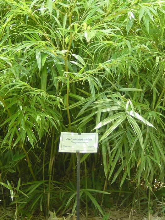 Pleioblastus Chino 'Elegantissima', Buntblättriger Edelbambus 3 Pleioblastus Chino 'Elegantissima', Buntblättriger Edelbambus