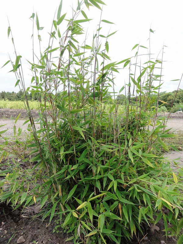 Fargesia Murielae 'Tiny', Schirmbambus 4 Fargesia Murielae 'Tiny', Schirmbambus – Bild 2